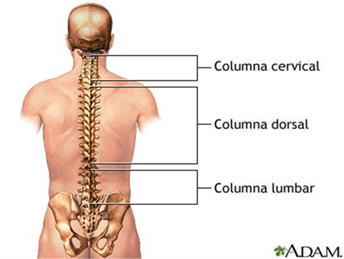 Revisiones regulares para la salud de la columna vertebral